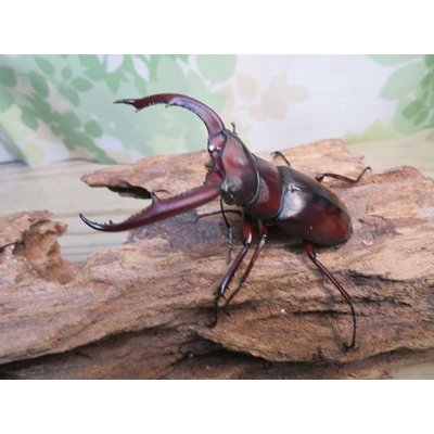 画像1: ☆新成虫☆マンディブラリスフタマタクワガタ（赤マンディ）♂75ミリ♀44ミリペア販売！！
