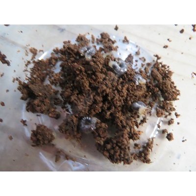 画像2: 西表島産☆WF3☆ヤエヤママルバネクワガタ初二令幼虫3頭セット販売！！