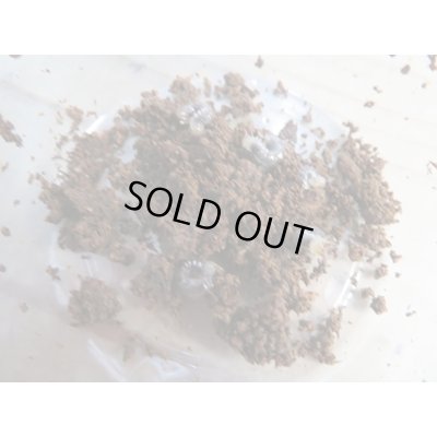 画像2: 西表島産☆WF3☆ヤエヤママルバネクワガタ初二令幼虫3頭セット販売！！