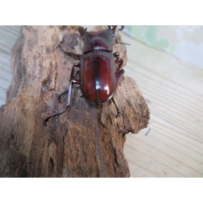 画像3: ☆新成虫☆フォルスターフタマタクワガタ（亜種ニシ）♂65ミリ♀40ミリペア販売！！