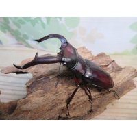 ☆極太新成虫☆マンディブラリスフタマタクワガタ（赤マンディ）♂90ミリ♀46ミリペア販売！！