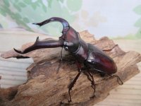 ☆極太新成虫☆マンディブラリスフタマタクワガタ（赤マンディ）♂90ミリ♀46ミリペア販売！！