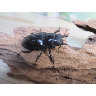 画像4: ☆極太新成虫☆マンディブラリスフタマタクワガタ（赤マンディ）♂90ミリ♀46ミリペア販売！！