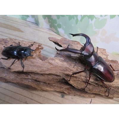 画像5: ☆極太新成虫☆マンディブラリスフタマタクワガタ（赤マンディ）♂90ミリ♀46ミリペア販売！！