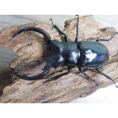 画像2: 26年種親用☆カリンポン産☆ウエストウッディ オオシカクワガタ♂79ミリ♀40ミリペア販売！！