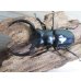 画像2: 26年種親用☆カリンポン産☆ウエストウッディ オオシカクワガタ♂79ミリ♀40ミリペア販売！！ (2)