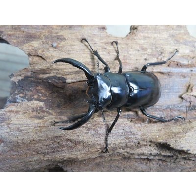 画像2: 26年種親用☆D V産☆ウエストウッディ オオシカクワガタ♂48.5ミリ♀43ミリ別血統サービスペア販売！！