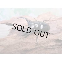 26年種親用☆D V産☆ウエストウッディ オオシカクワガタ♂48.5ミリ♀43ミリ別血統サービスペア販売！！