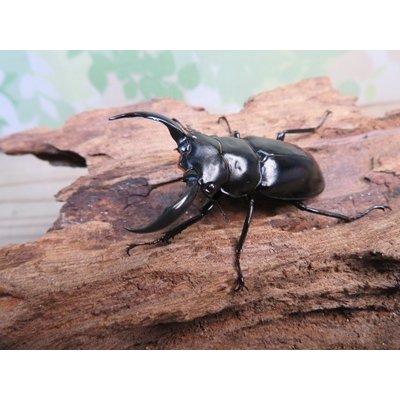 画像1: 26年種親用☆D V産☆ウエストウッディ オオシカクワガタ♂48.5ミリ♀43ミリ別血統サービスペア販売！！