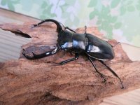 26年種親用☆カリンポン産☆ウエストウッディ オオシカクワガタ♂79ミリ♀40ミリペア販売！！