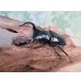 画像1: 26年種親用☆カリンポン産☆ウエストウッディ オオシカクワガタ♂79ミリ♀40ミリペア販売！！ (1)