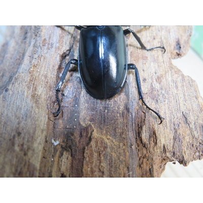 画像3: 26年種親用☆D V産☆ウエストウッディ オオシカクワガタ♂48.5ミリ♀43ミリ別血統サービスペア販売！！