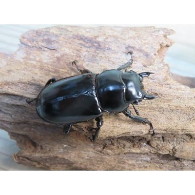 画像4: 26年種親用☆D V産☆ウエストウッディ オオシカクワガタ♂48.5ミリ♀43ミリ別血統サービスペア販売！！