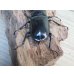 画像3: 26年種親用☆カリンポン産☆ウエストウッディ オオシカクワガタ♂79ミリ♀40ミリペア販売！！ (3)