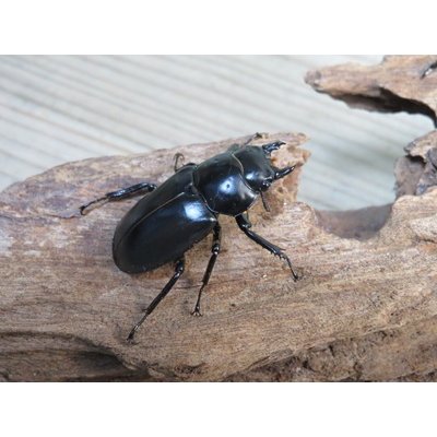 画像4: 26年種親用☆カリンポン産☆ウエストウッディ オオシカクワガタ♂79ミリ♀40ミリペア販売！！