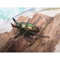 ニジイロクワガタ☆ノーマルカラー♂♀フリーサイズペア販売！！