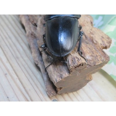 画像3: アチェ産☆WF1☆アルキデスヒラタクワガタ♂65ミリup♀フリーサイズペア販売！！