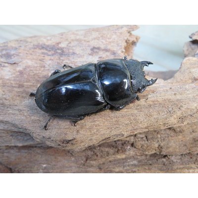 画像4: アチェ産☆WF1☆アルキデスヒラタクワガタ♂65ミリup♀フリーサイズペア販売！！