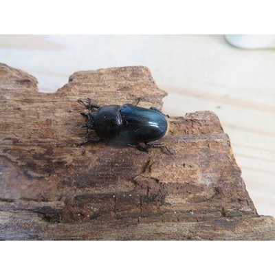 画像4: 新成虫☆マジョーラ血統☆パプアキンイロクワガタ♂♀フリーサイズペア＋別血統♀フリーサイズ計3頭トリオ販売！！