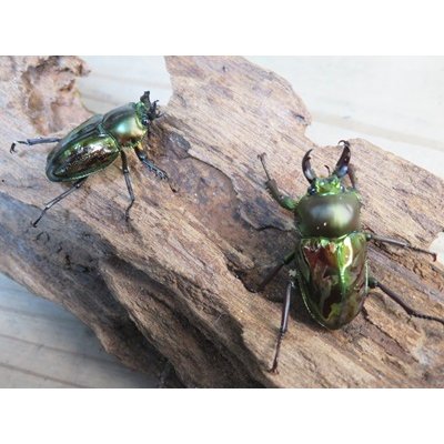 画像5: ニジイロクワガタ☆ノーマルカラー♂♀フリーサイズペア販売！！