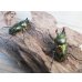画像5: ニジイロクワガタ☆ノーマルカラー♂♀フリーサイズペア販売！！ (5)