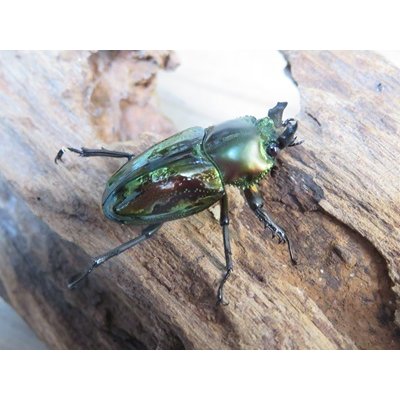 画像4: ニジイロクワガタ☆ノーマルカラー♂♀フリーサイズペア販売！！