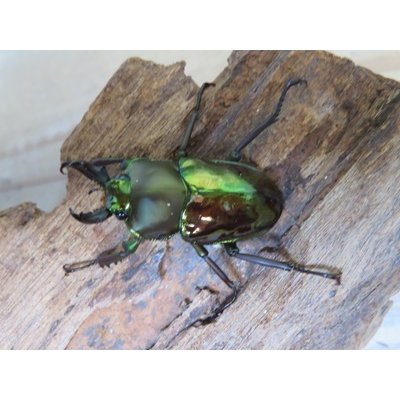 画像2: ニジイロクワガタ☆ノーマルカラー♂♀フリーサイズペア販売！！