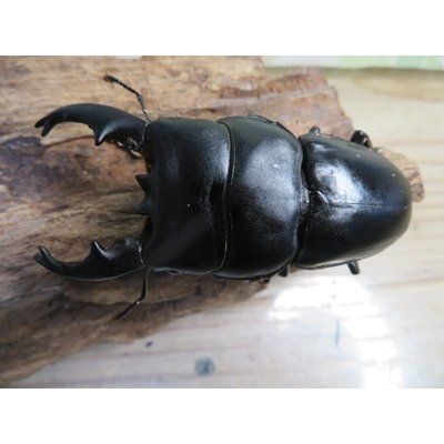 画像2: アチェ産☆WF1☆アルキデスヒラタクワガタ♂65ミリup♀フリーサイズペア販売！！