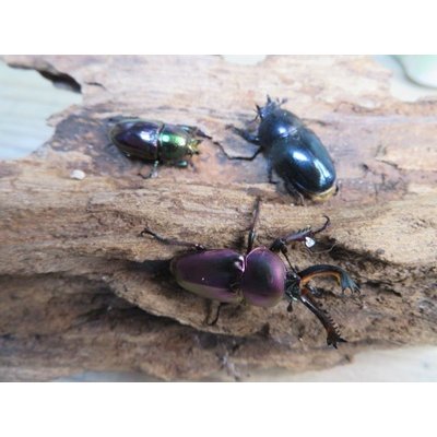 画像2: 新成虫☆マジョーラ血統☆パプアキンイロクワガタ♂♀フリーサイズペア＋別血統♀フリーサイズ計3頭トリオ販売！！