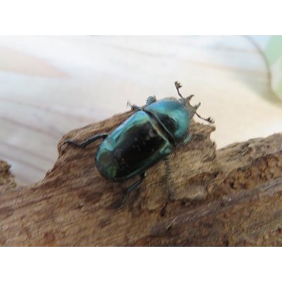 画像5: 新成虫☆マジョーラ血統☆パプアキンイロクワガタ♂♀フリーサイズペア＋別血統♀フリーサイズ計3頭トリオ販売！！