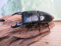 アチェ産☆WF1☆アルキデスヒラタクワガタ♂65ミリup♀フリーサイズペア販売！！
