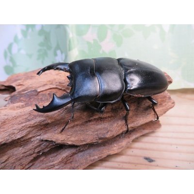 画像1: アチェ産☆WF1☆アルキデスヒラタクワガタ♂65ミリup♀フリーサイズペア販売！！
