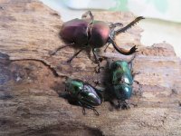 新成虫☆マジョーラ血統☆パプアキンイロクワガタ♂♀フリーサイズペア＋別血統♀フリーサイズ計3頭トリオ販売！！