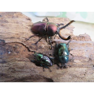 画像1: 新成虫☆マジョーラ血統☆パプアキンイロクワガタ♂♀フリーサイズペア＋別血統♀フリーサイズ計3頭トリオ販売！！