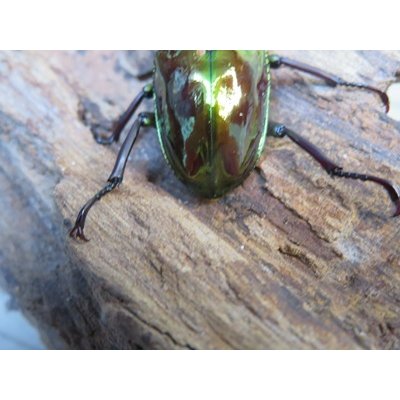 画像3: ニジイロクワガタ☆ノーマルカラー♂♀フリーサイズペア販売！！