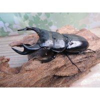 ☆新成虫☆アンタエウスオオクワガタ（ブータンアンテ）♂85ミリ♀49ミリペア販売！！