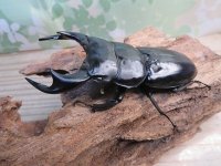 ☆新成虫☆アンタエウスオオクワガタ（ブータンアンテ）♂85ミリ♀49ミリペア販売！！