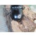 画像3: ☆新成虫☆アンタエウスオオクワガタ（ブータンアンテ）♂85ミリ♀49ミリペア販売！！ (3)