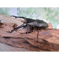 ☆新成虫☆ギラファノコギリクワガタ（亜種ケイスケ）♂103ミリ♀45ミリupペア販売！！