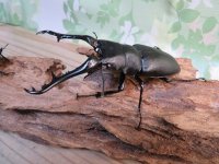 ☆新成虫☆ギラファノコギリクワガタ（亜種ケイスケ）♂103ミリ♀45ミリupペア販売！！