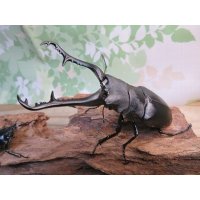 ☆新成虫☆ギラファノコギリクワガタ（亜種ケイスケ）♂108ミリ♀50ミリペア販売！！