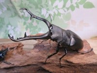 ☆新成虫☆ギラファノコギリクワガタ（亜種ケイスケ）♂108ミリ♀50ミリペア販売！！