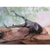画像1: ☆新成虫☆ギラファノコギリクワガタ（亜種ケイスケ）♂108ミリ♀50ミリペア販売！！ (1)