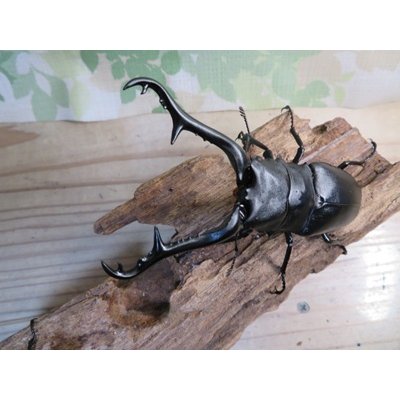 画像2: ☆新成虫☆ギラファノコギリクワガタ（亜種ケイスケ）♂103ミリ♀45ミリupペア販売！！