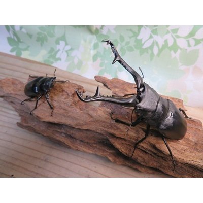 画像5: ☆大型新成虫☆ギラファノコギリクワガタ（亜種ケイスケ）♂110ミリ♀53ミリペア販売！！