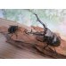画像5: ☆大型新成虫☆ギラファノコギリクワガタ（亜種ケイスケ）♂110ミリ♀53ミリペア販売！！ (5)