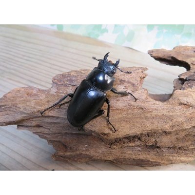 画像4: ☆新成虫☆ギラファノコギリクワガタ（亜種ケイスケ）♂103ミリ♀45ミリupペア販売！！