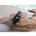 画像4: ☆新成虫☆ギラファノコギリクワガタ（亜種ケイスケ）♂103ミリ♀45ミリupペア販売！！ (4)