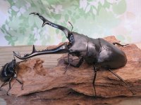 ☆大型新成虫☆ギラファノコギリクワガタ（亜種ケイスケ）♂110ミリ♀53ミリペア販売！！