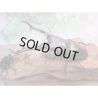 ☆大型新成虫☆ギラファノコギリクワガタ（亜種ケイスケ）♂110ミリ♀53ミリペア販売！！